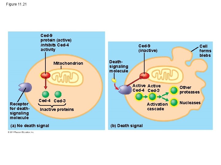 Figure 11. 21 Ced-9 protein (active) inhibits Ced-4 activity Mitochondrion Ced-9 (inactive) Deathsignaling molecule