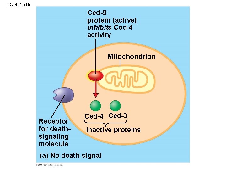 Figure 11. 21 a Ced-9 protein (active) inhibits Ced-4 activity Mitochondrion Receptor for deathsignaling