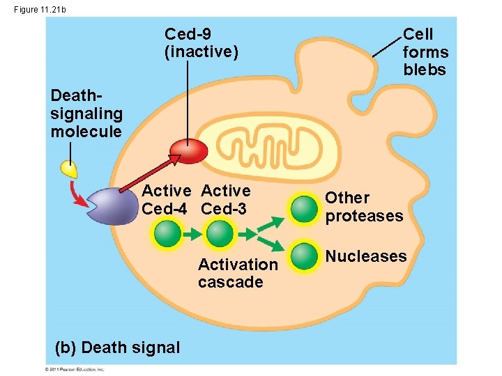Figure 11. 21 b Ced-9 (inactive) Cell forms blebs Deathsignaling molecule Active Ced-4 Ced-3
