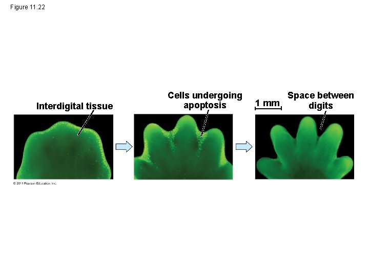 Figure 11. 22 Interdigital tissue Cells undergoing apoptosis 1 mm Space between digits 