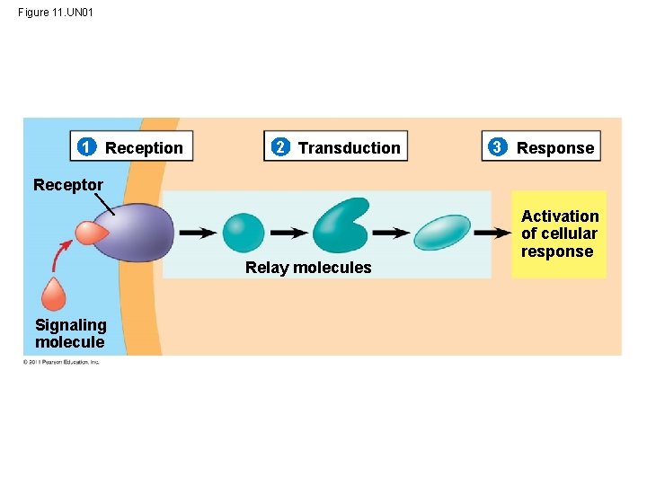 Figure 11. UN 01 1 Reception 2 Transduction 3 Response Receptor Relay molecules Signaling