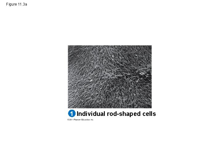 Figure 11. 3 a 1 Individual rod-shaped cells 