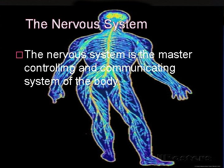 The Nervous System � The nervous system is the master controlling and communicating system