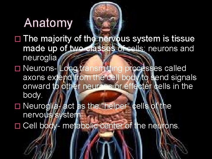 Anatomy � The majority of the nervous system is tissue made up of two