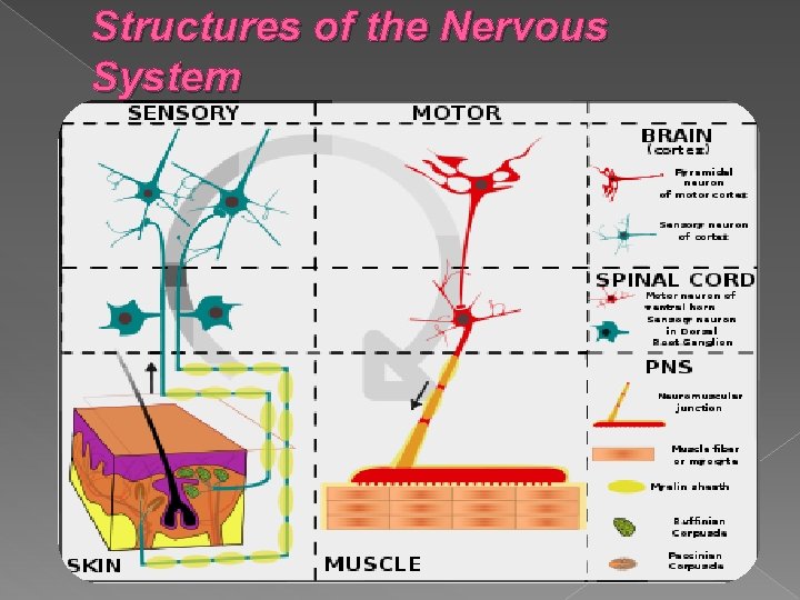 Structures of the Nervous System 