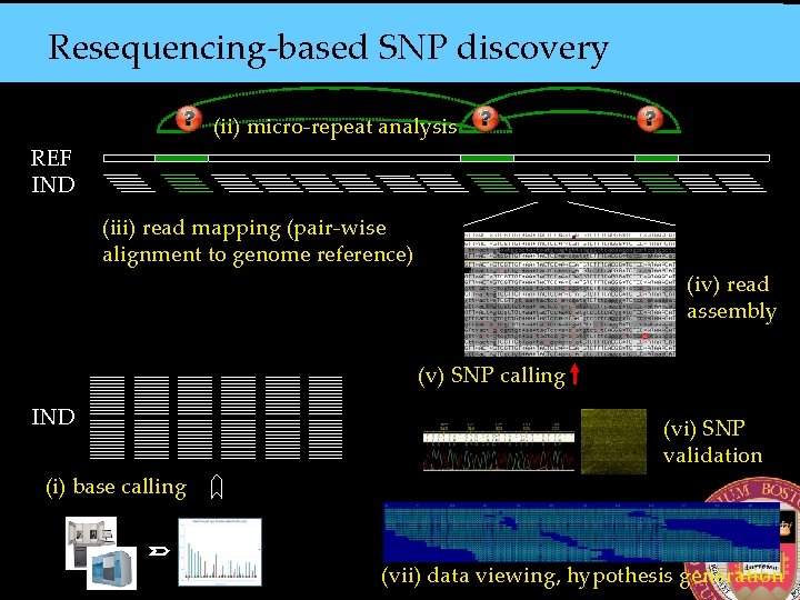 Resequencing-based SNP discovery (ii) micro-repeat analysis REF IND (iii) read mapping (pair-wise alignment to