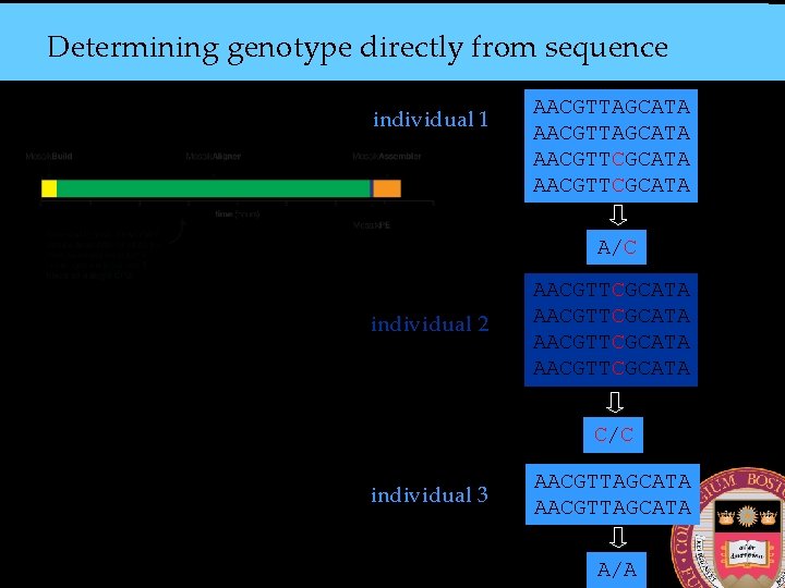 Determining genotype directly from sequence individual 1 AACGTTAGCATA AACGTTCGCATA A/C individual 2 AACGTTCGCATA C/C