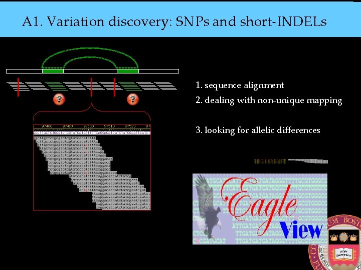 A 1. Variation discovery: SNPs and short-INDELs 1. sequence alignment 2. dealing with non-unique