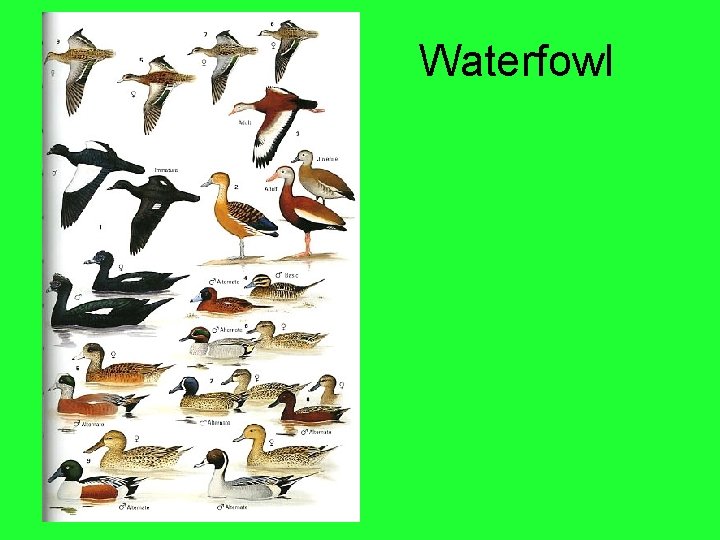 Waterfowl 