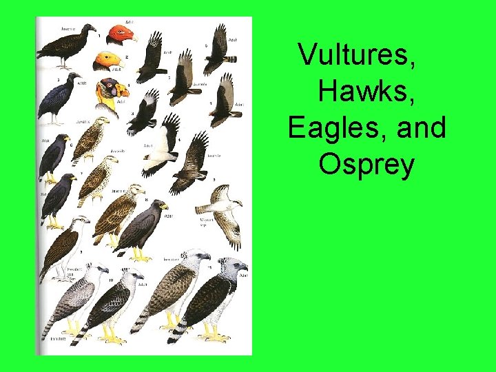 Vultures, Hawks, Eagles, and Osprey 