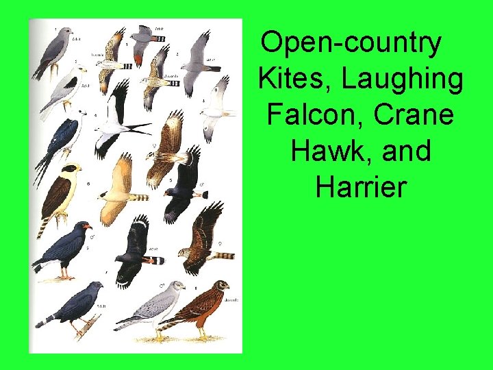 Open-country Kites, Laughing Falcon, Crane Hawk, and Harrier 