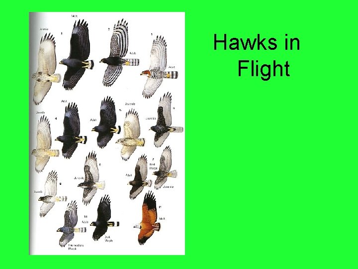 Hawks in Flight 