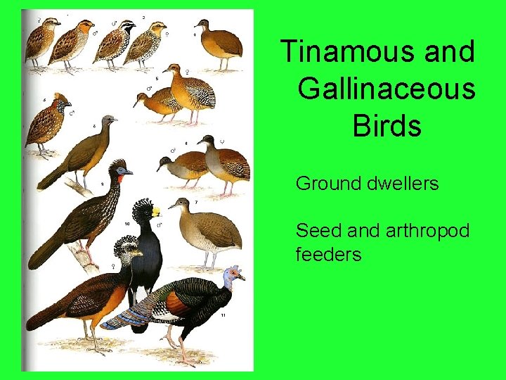 Tinamous and Gallinaceous Birds Ground dwellers Seed and arthropod feeders 