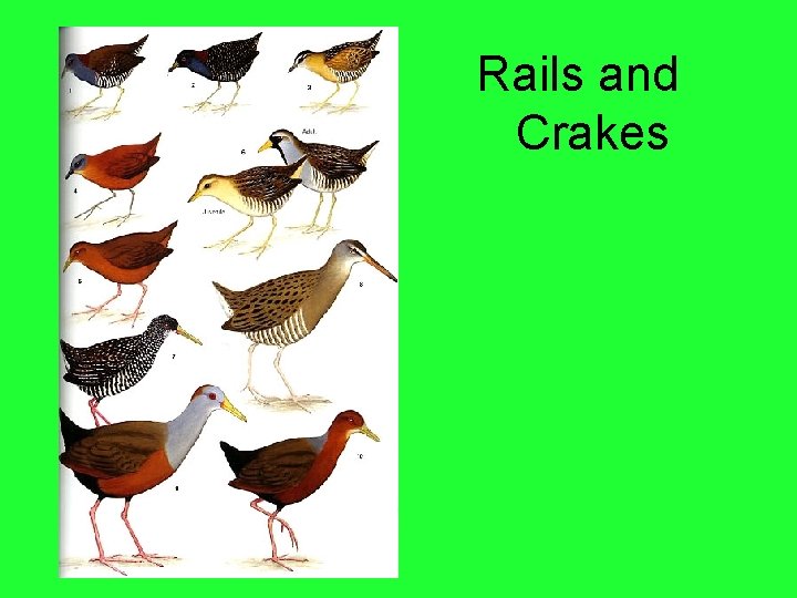 Rails and Crakes 