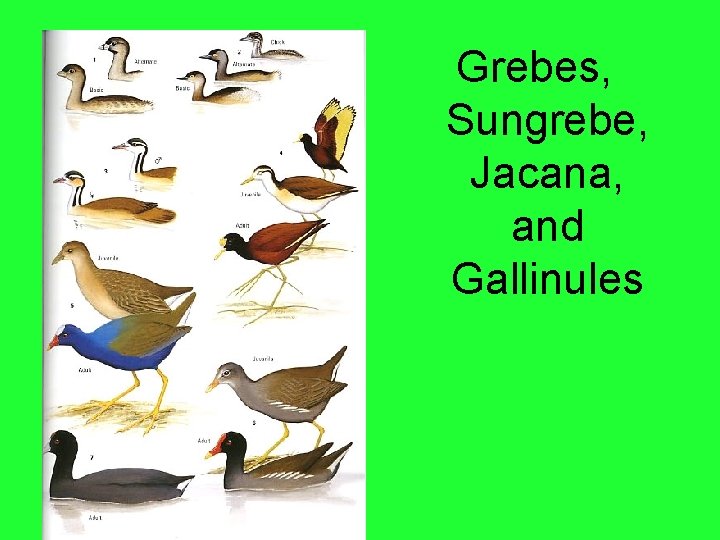 Grebes, Sungrebe, Jacana, and Gallinules 