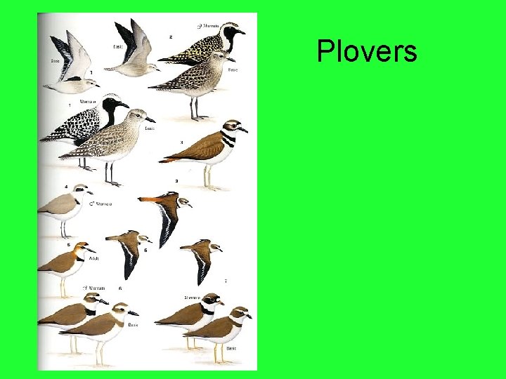 Plovers 