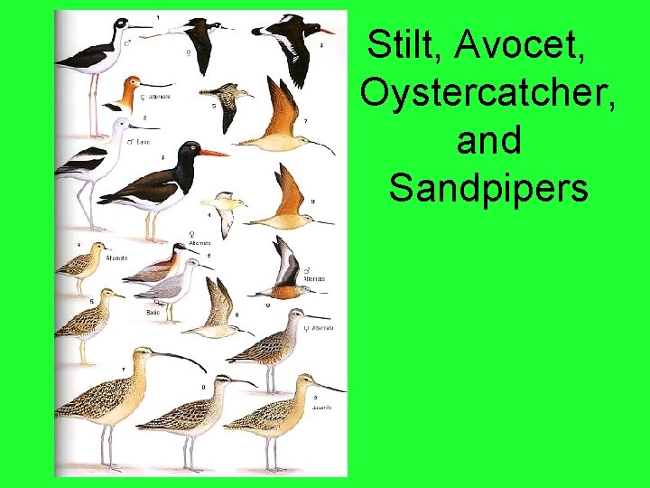 Stilt, Avocet, Oystercatcher, and Sandpipers 