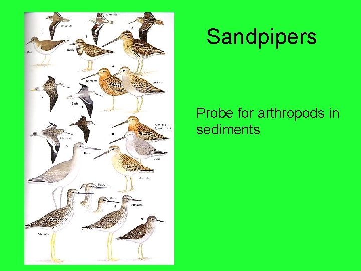 Sandpipers Probe for arthropods in sediments 