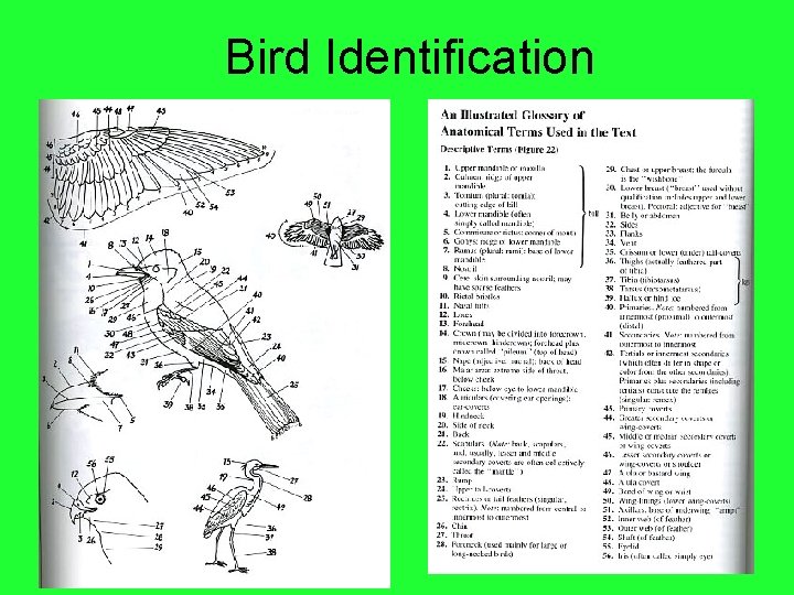 Bird Identification 