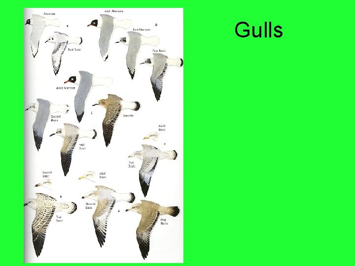 Gulls 