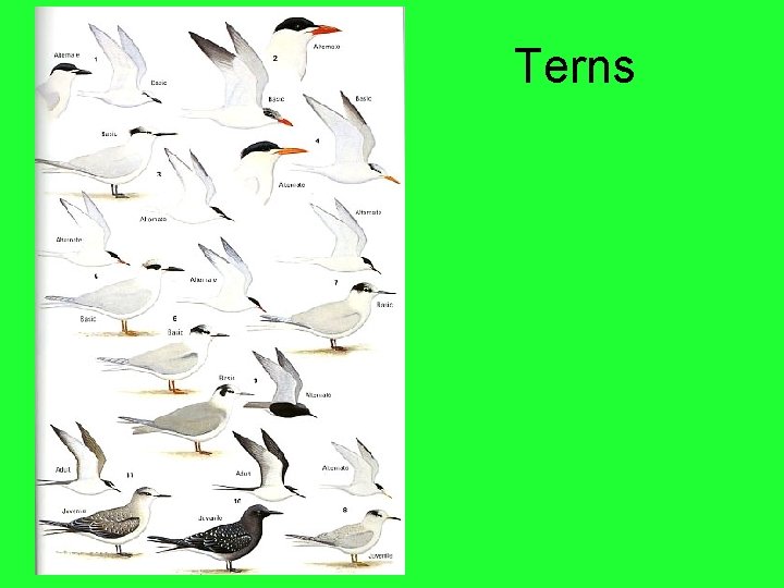 Terns 