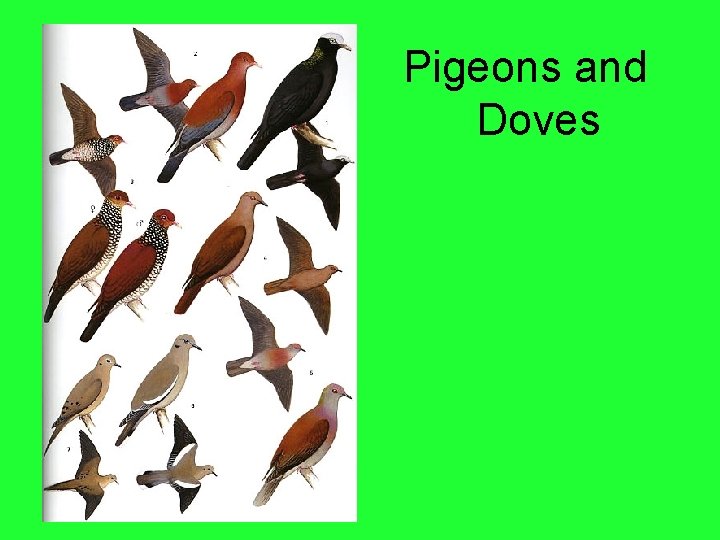 Pigeons and Doves 