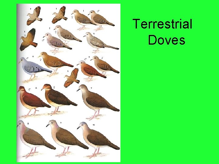 Terrestrial Doves 