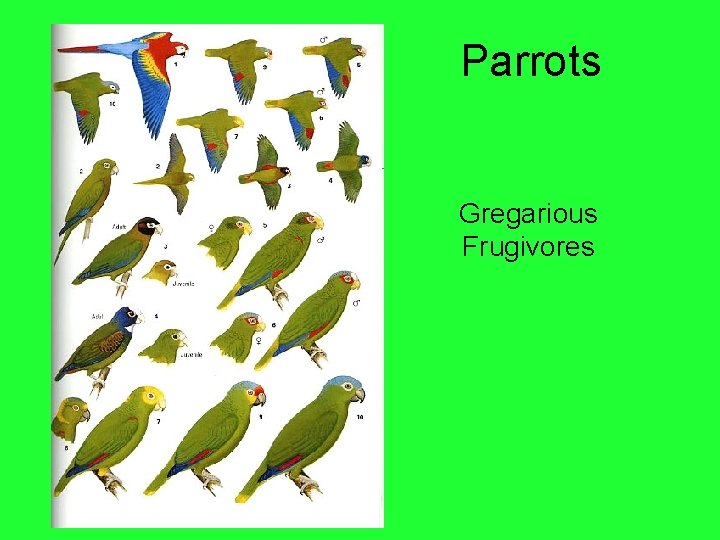 Parrots Gregarious Frugivores 