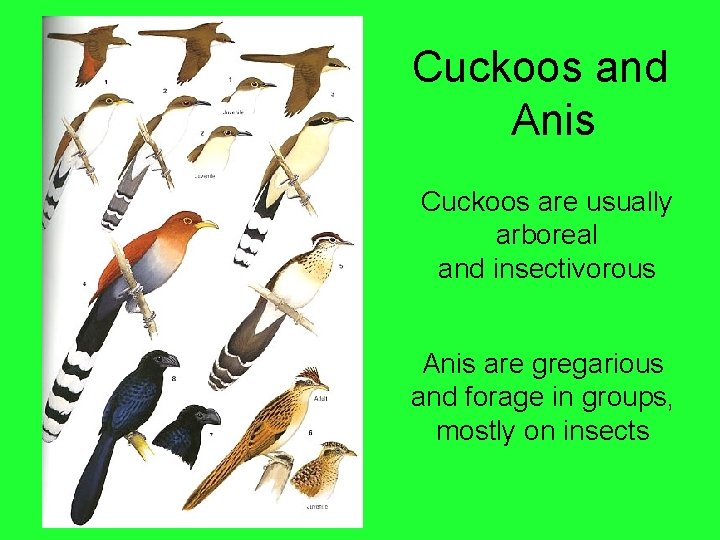 Cuckoos and Anis Cuckoos are usually arboreal and insectivorous Anis are gregarious and forage