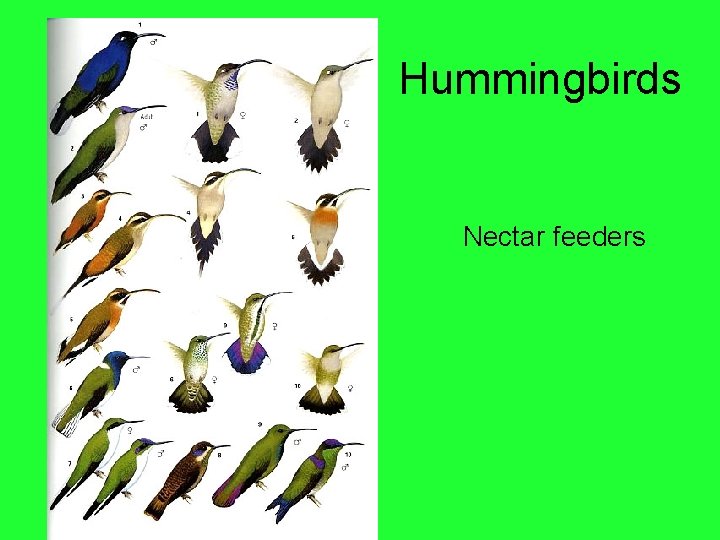 Hummingbirds Nectar feeders 