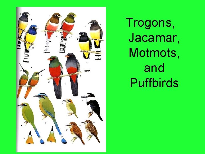 Trogons, Jacamar, Motmots, and Puffbirds 
