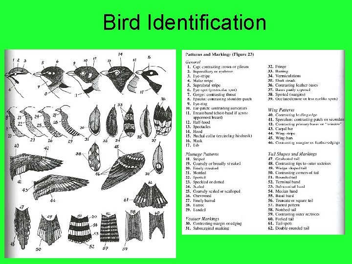 Bird Identification 