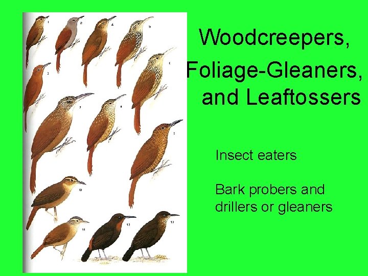 Woodcreepers, Foliage-Gleaners, and Leaftossers Insect eaters Bark probers and drillers or gleaners 