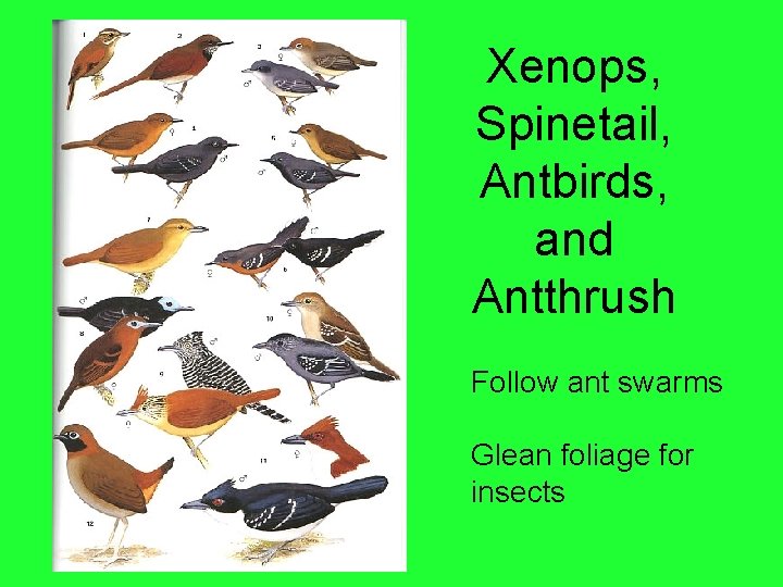 Xenops, Spinetail, Antbirds, and Antthrush Follow ant swarms Glean foliage for insects 