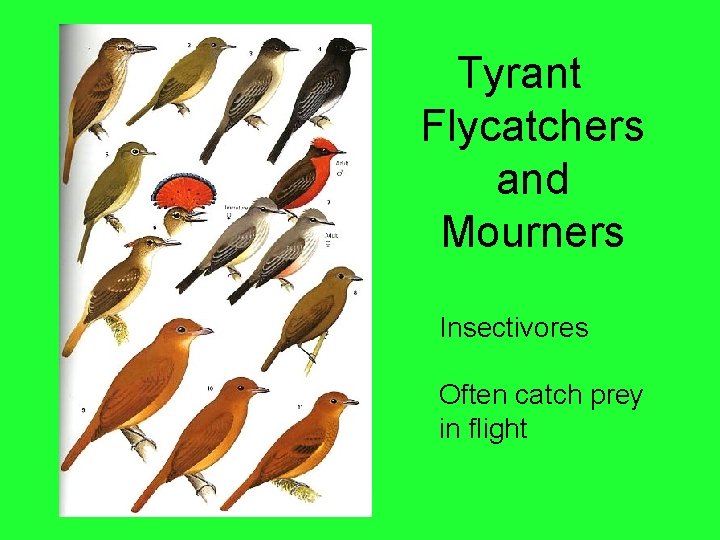 Tyrant Flycatchers and Mourners Insectivores Often catch prey in flight 
