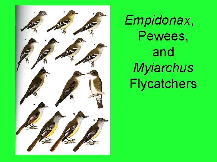 Empidonax, Pewees, and Myiarchus Flycatchers 