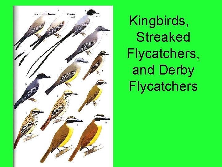 Kingbirds, Streaked Flycatchers, and Derby Flycatchers 