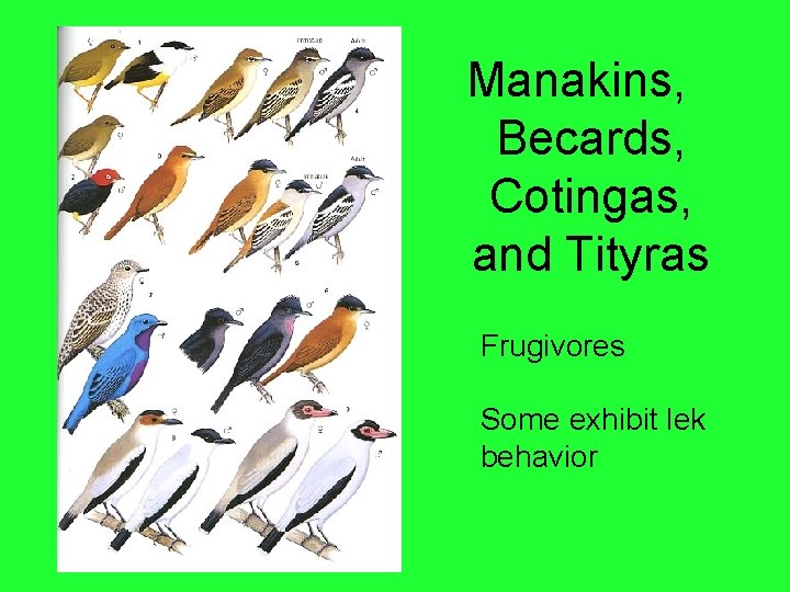 Manakins, Becards, Cotingas, and Tityras Frugivores Some exhibit lek behavior 