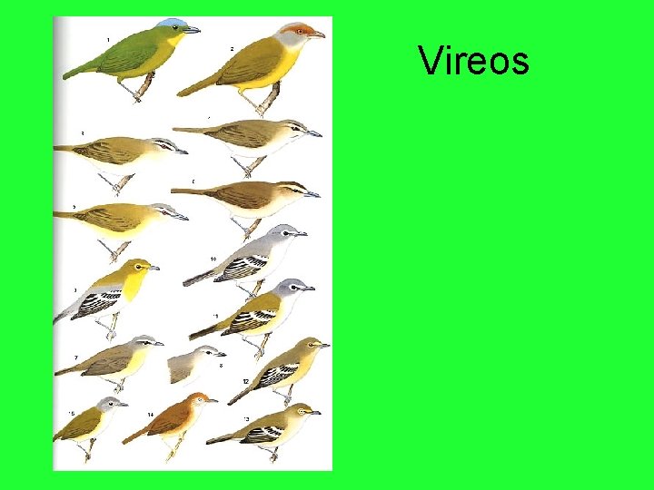 Vireos 