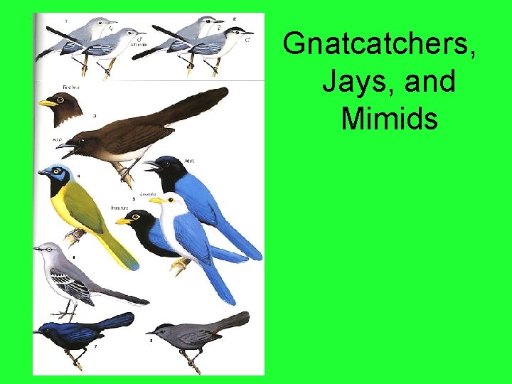 Gnatcatchers, Jays, and Mimids 