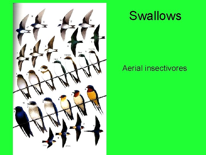 Swallows Aerial insectivores 