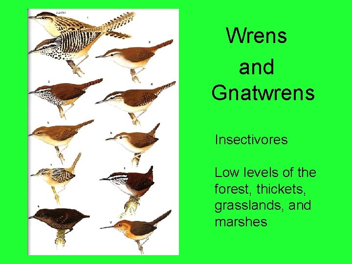 Wrens and Gnatwrens Insectivores Low levels of the forest, thickets, grasslands, and marshes 