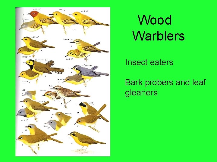 Wood Warblers Insect eaters Bark probers and leaf gleaners 