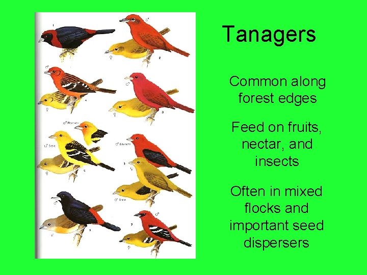 Tanagers Common along forest edges Feed on fruits, nectar, and insects Often in mixed