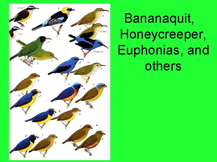 Bananaquit, Honeycreeper, Euphonias, and others 
