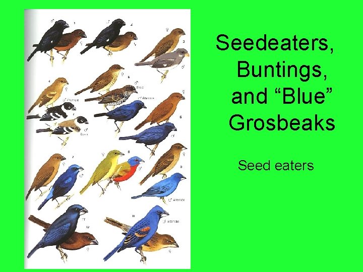 Seedeaters, Buntings, and “Blue” Grosbeaks Seed eaters 
