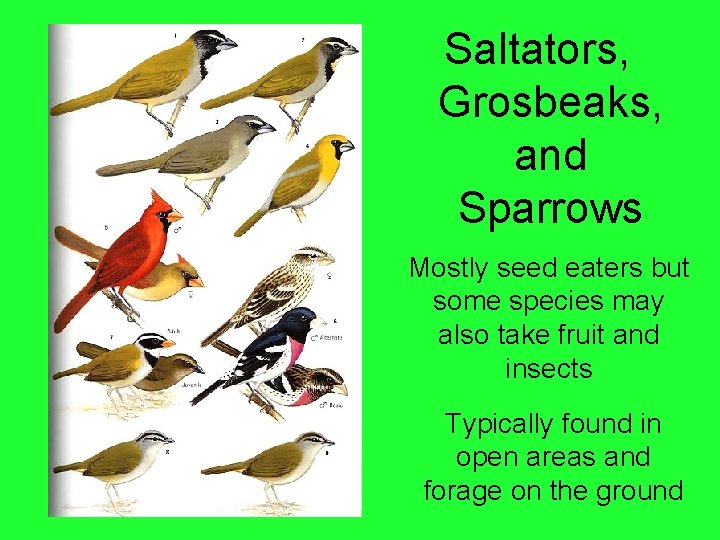 Saltators, Grosbeaks, and Sparrows Mostly seed eaters but some species may also take fruit
