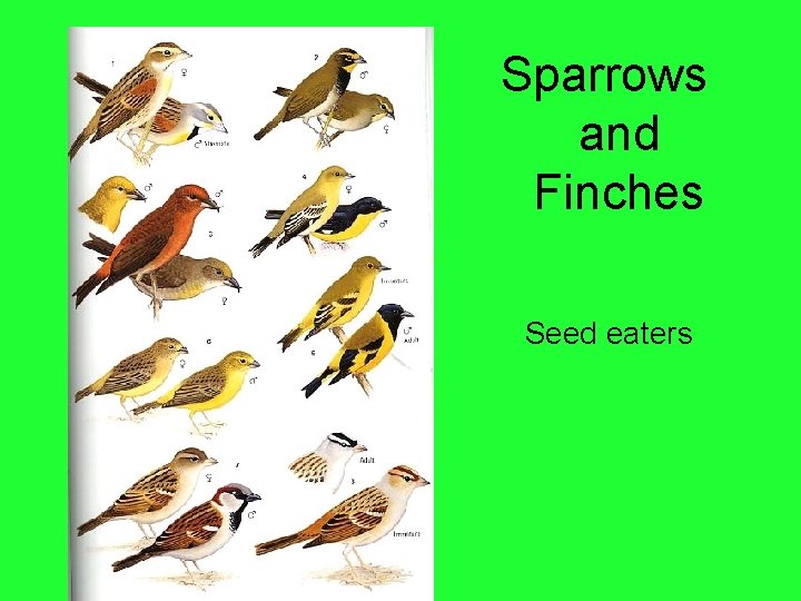 Sparrows and Finches Seed eaters 