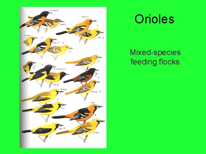 Orioles Mixed-species feeding flocks 