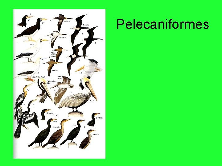 Pelecaniformes 